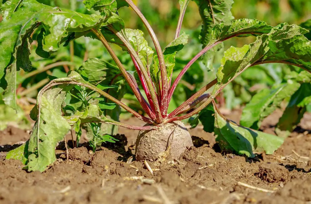 Can you compost beetroot leaves?