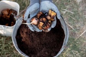 how to compost rhubarb