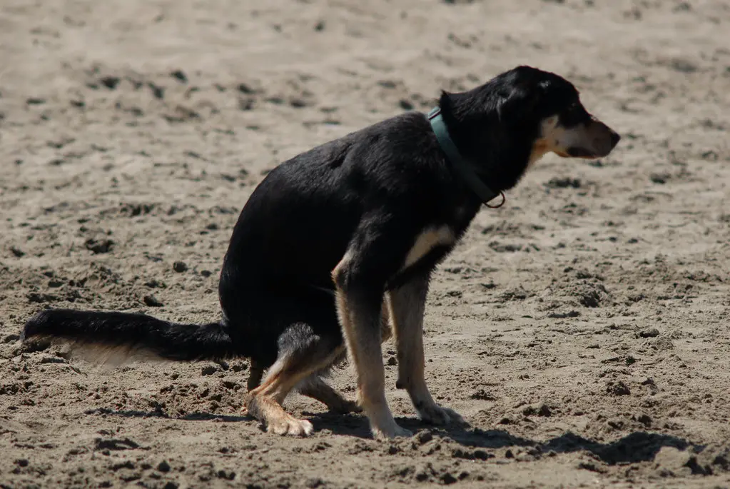 dog poop in compost