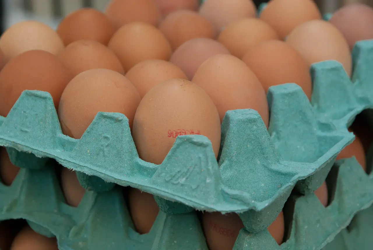 are egg cartons compostable
