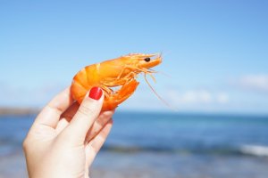 shrimp shell compost