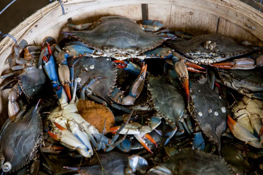 seafood shells in compost