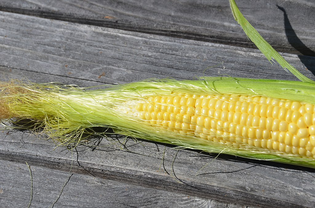 all parts of the corn are compostable