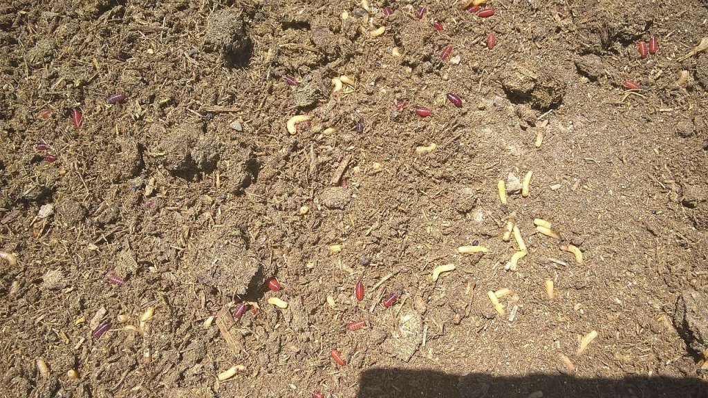 Housefly maggots in compost