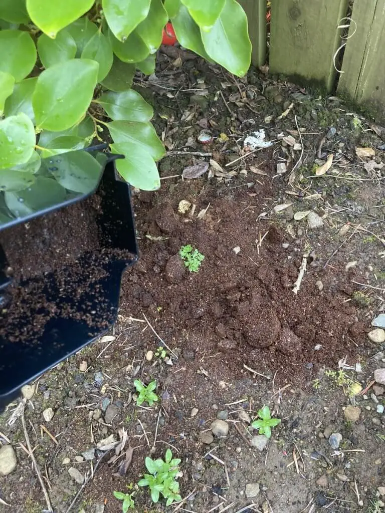 coffee grounds added to garden