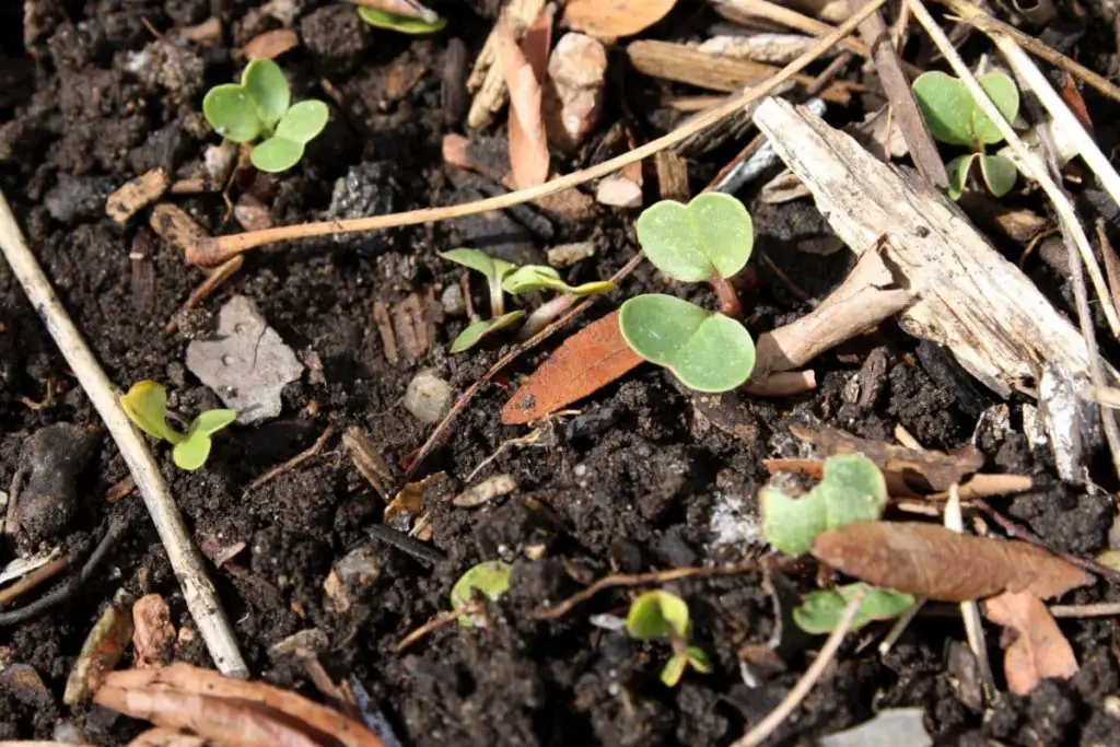 When Should You Choose Cold Composting Will It Compost When Should You Choose Cold Composting Will It Compost