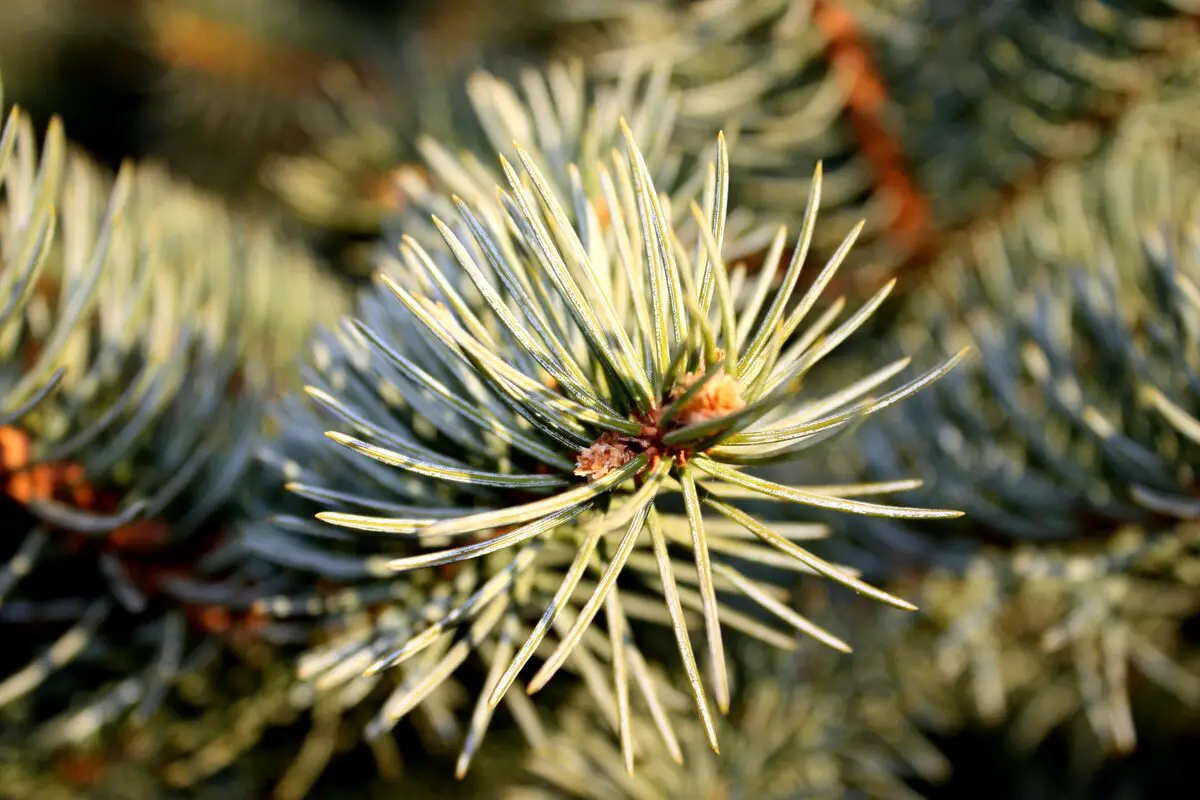 pine needles in compost