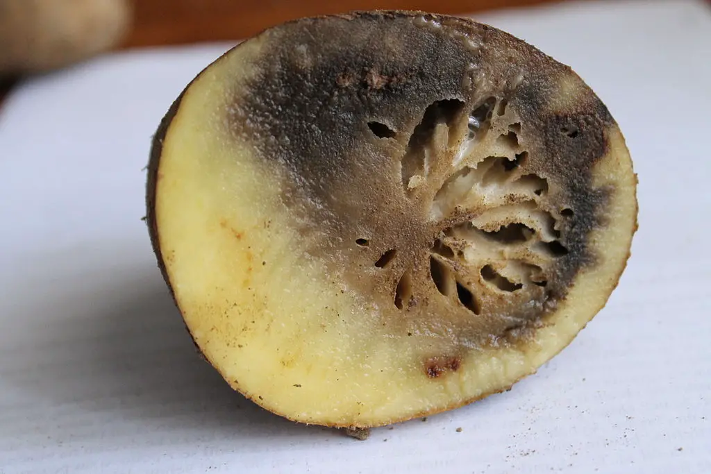 Potato blight