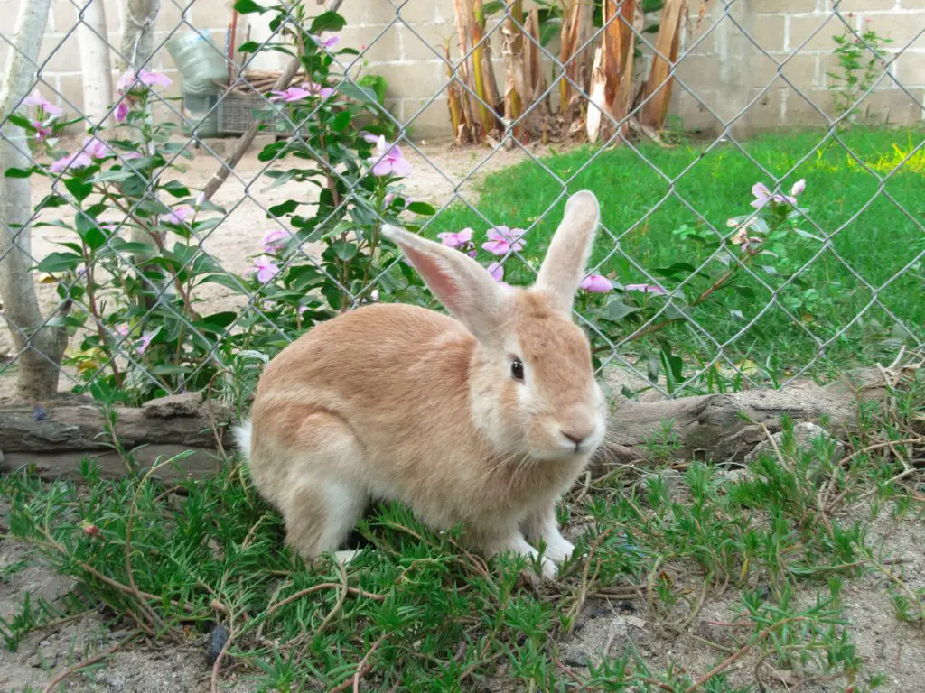 How To Compost And Use Rabbit Poop As Fertilizer Will It Compost