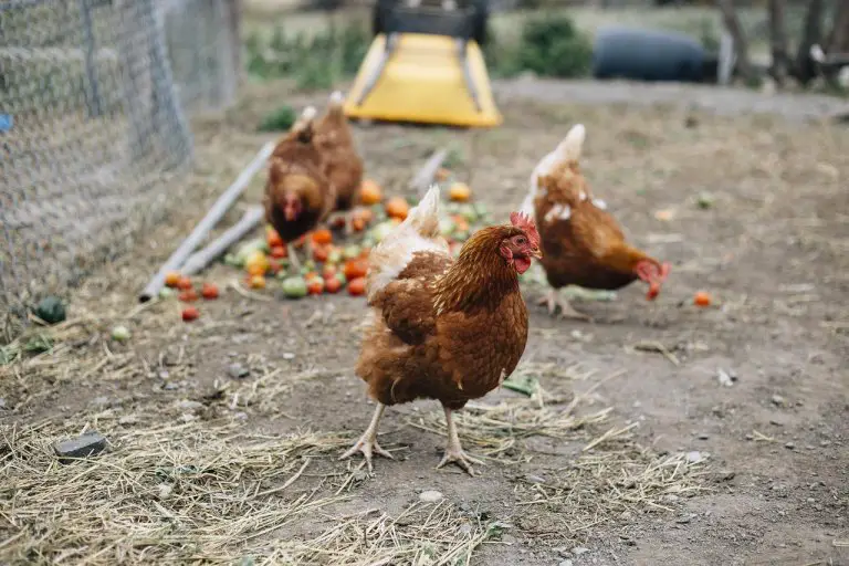 how-to-compost-chicken-manure-use-it-as-fertilizer-will-it-compost