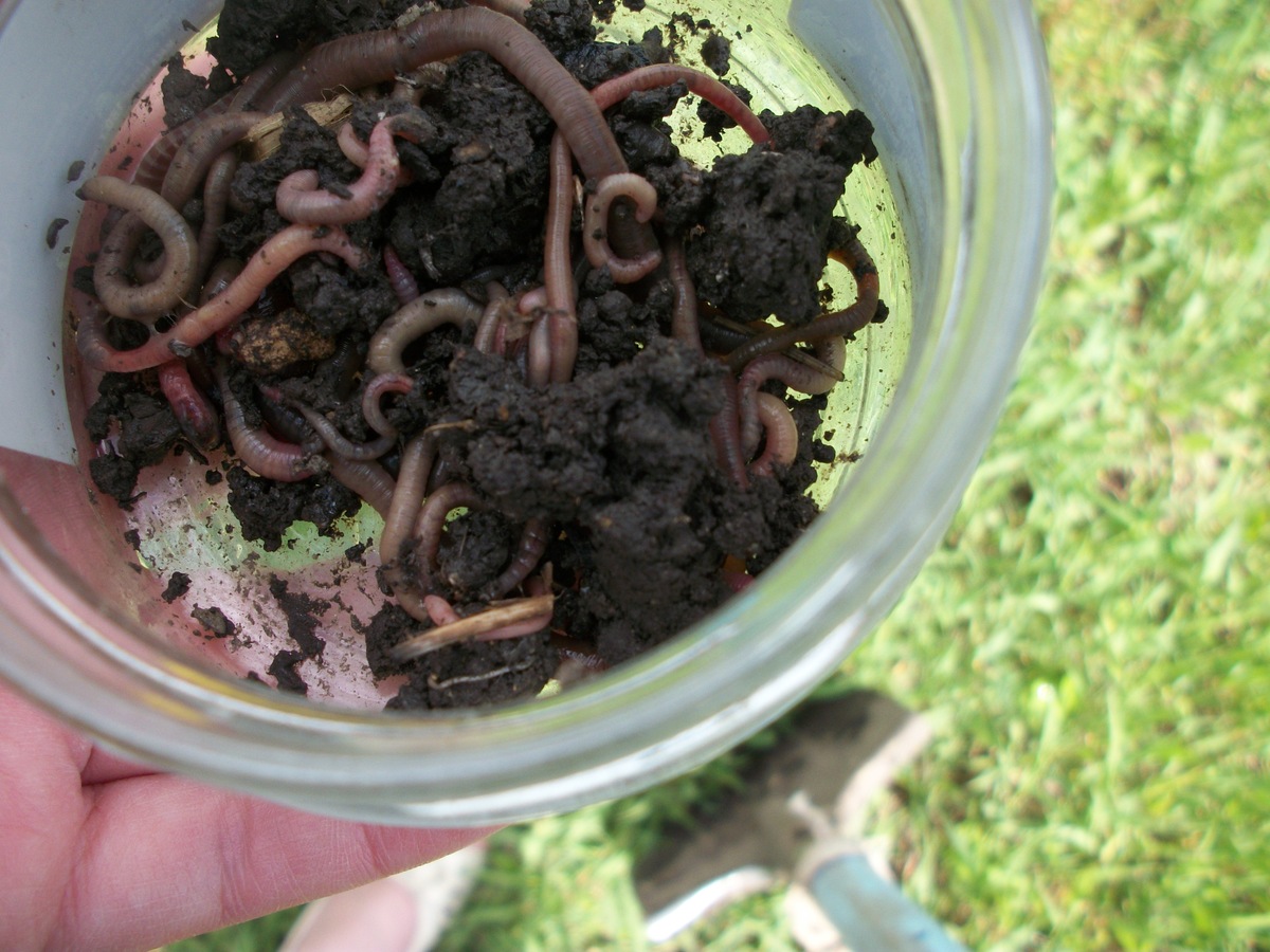 white worms in compost
