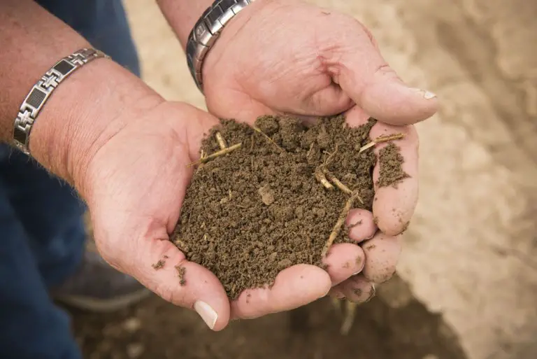 How Much Does A Yard Of Compost Weigh (Formulas Included) Will It Compost