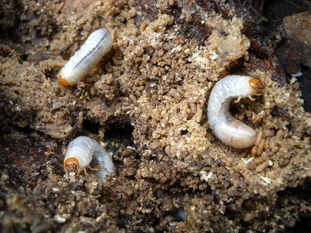 Grubs In Compost: What To Do? | Will It Compost