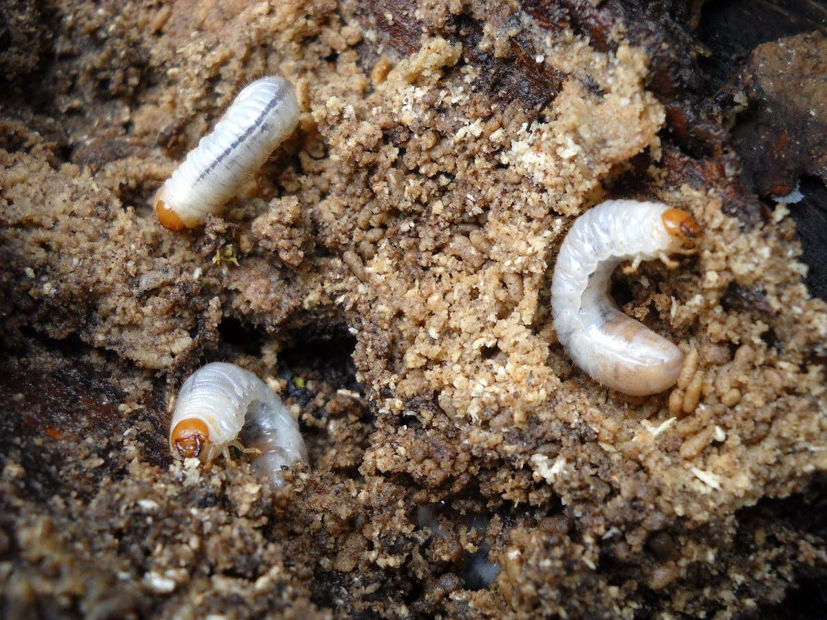 grubs in compost