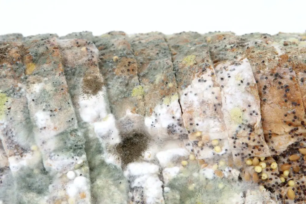 Can You Put Moldy Food In Compost? Will It Compost