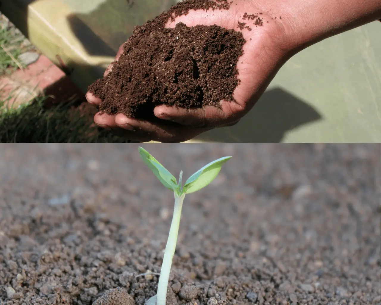 compost vs topsoil