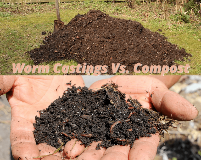Worm Castings Vs. Compost: Which One To Choose? | Will It Compost