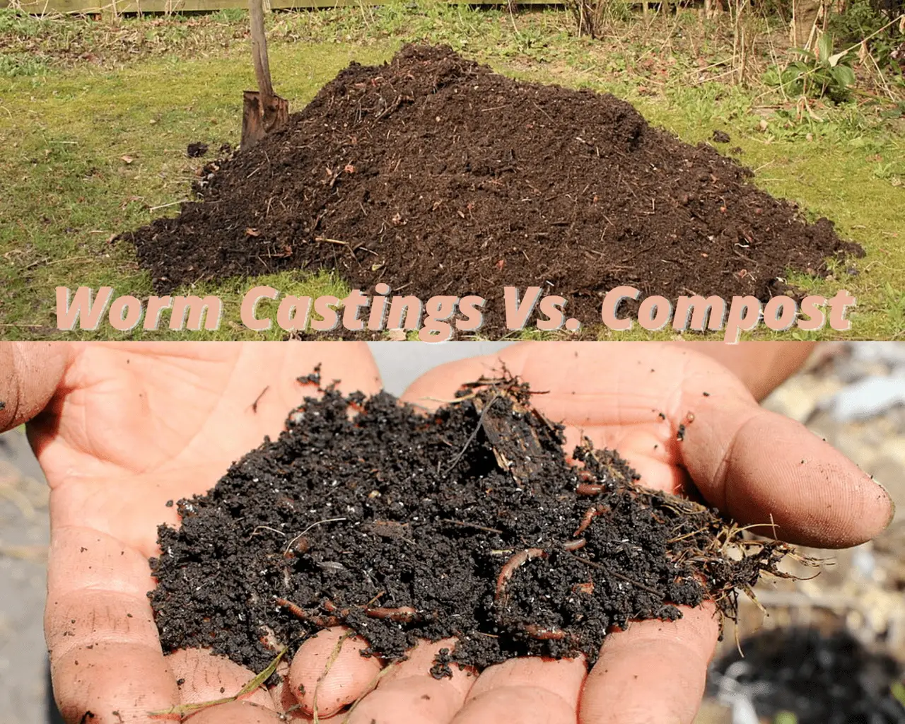 Worm castings vs compost