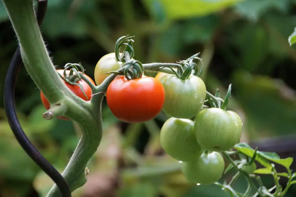 Composting tomatoes and tomato plants