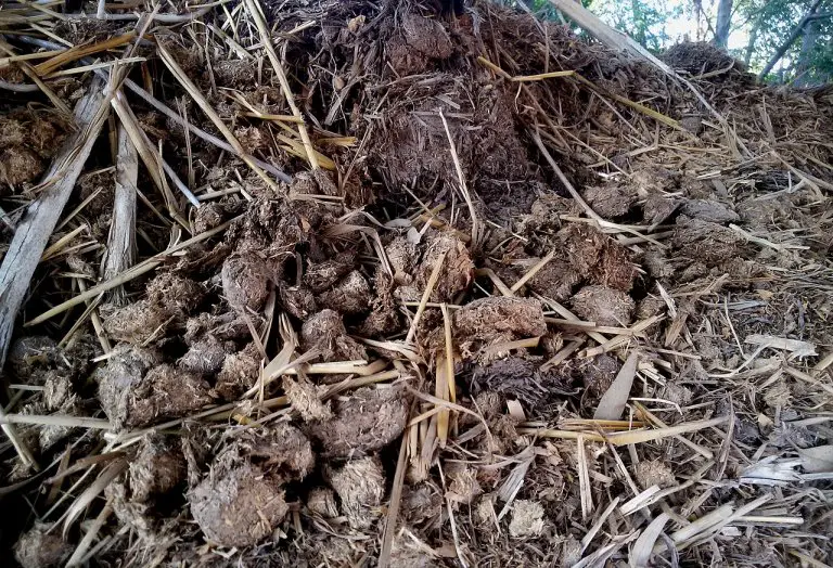 Here's How To Make Horse Manure Compost Will It Compost