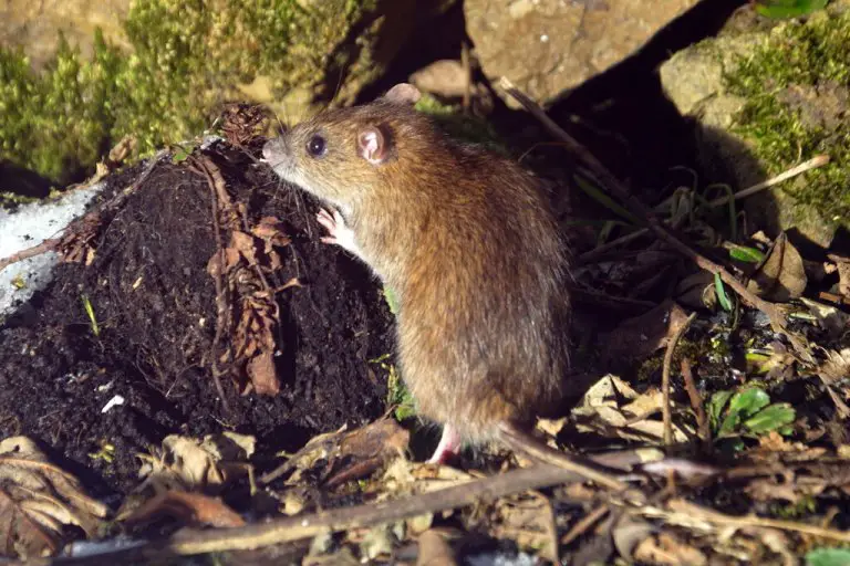 Does Compost Attract Rats, Including Easy Way To Fix It Will It Compost