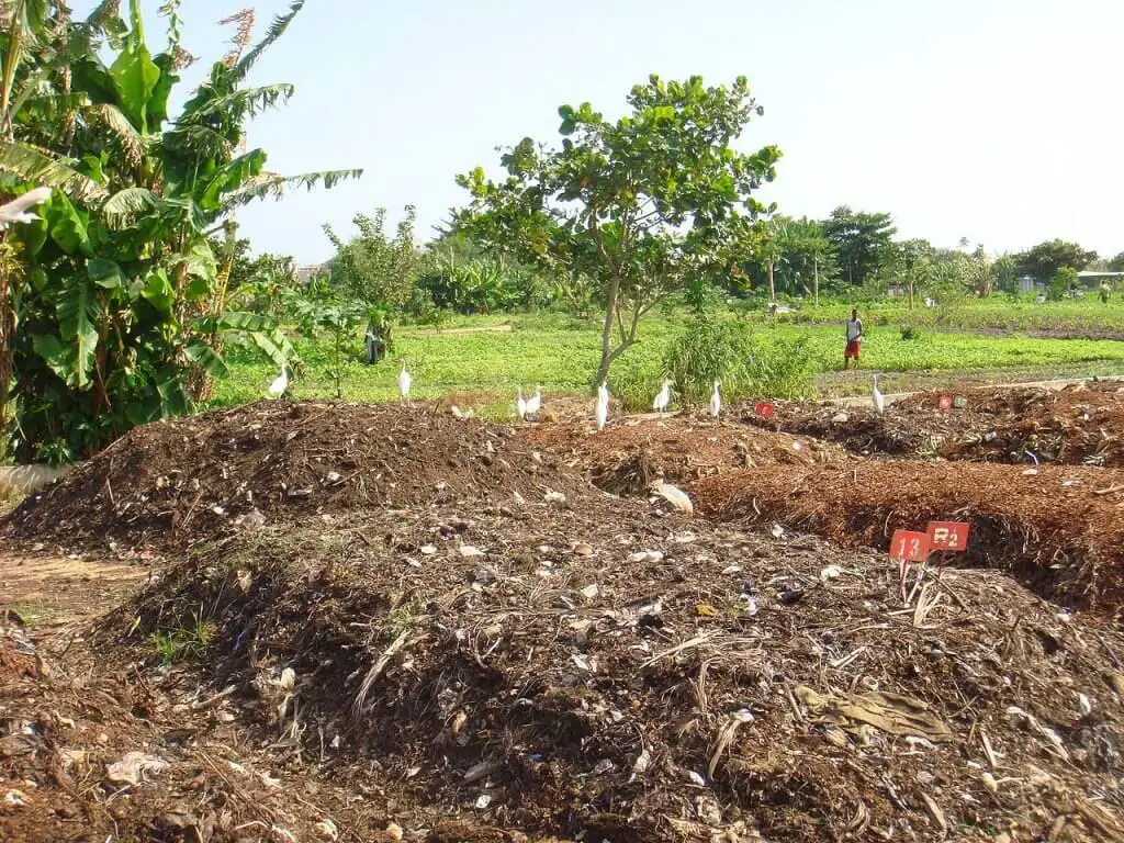 How To Compost Without A Bin 3 Cheap Alternatives Will It Compost
