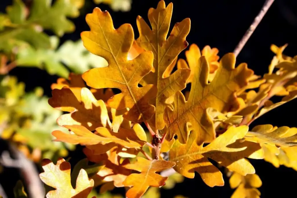 Composting Oak Leaves Full Guide Will It Compost