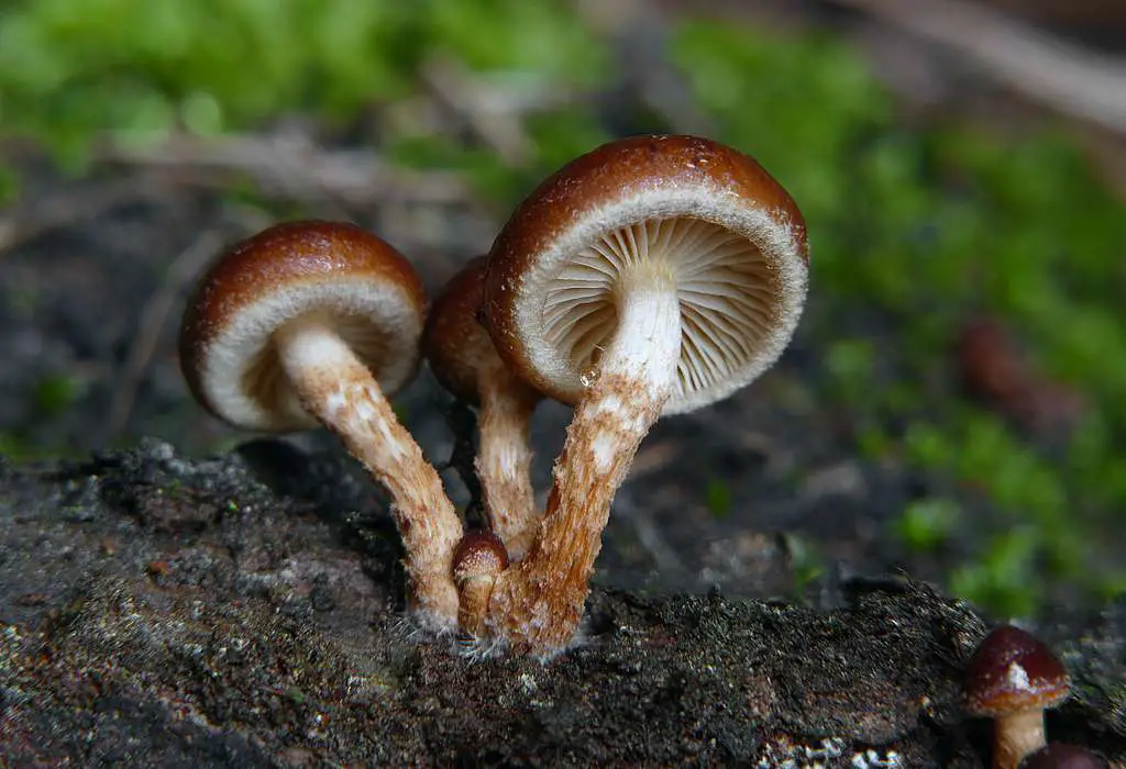 mushrooms growing in compost