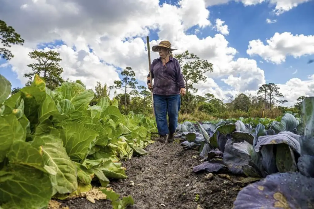 Mature compost is the best option for your veggie garden