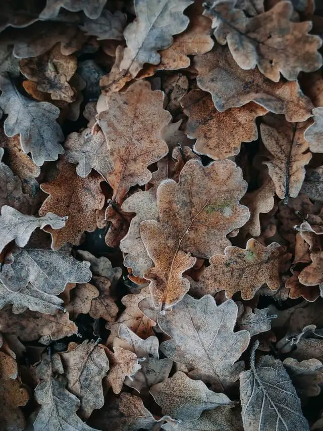 Oak leaves are exceptional composting materials
