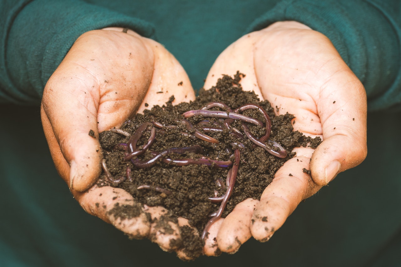 earthworm vs red wiggler