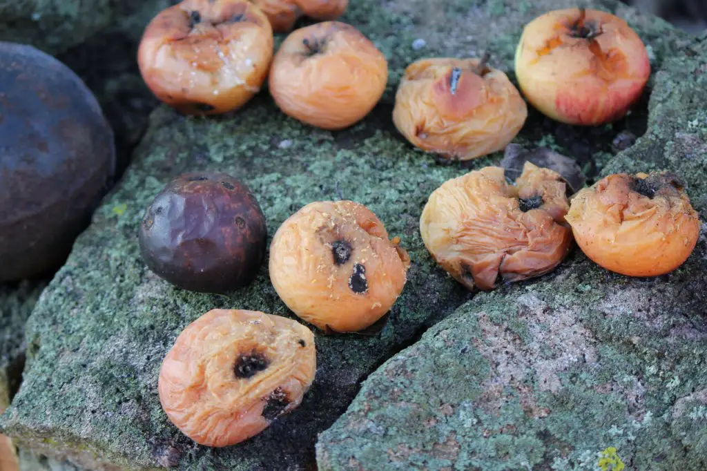 Can You Compost Apples And Apple Cores? Will It Compost