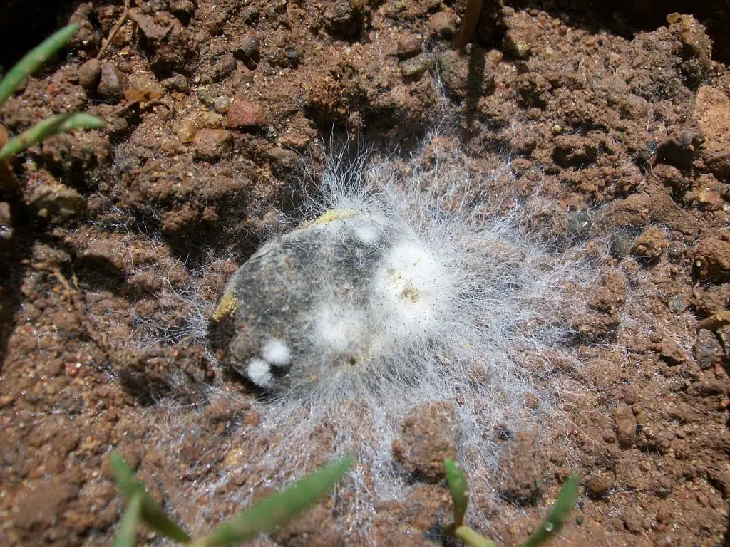 what-is-that-white-mold-on-plant-soil-how-to-get-rid-of-it-will-it